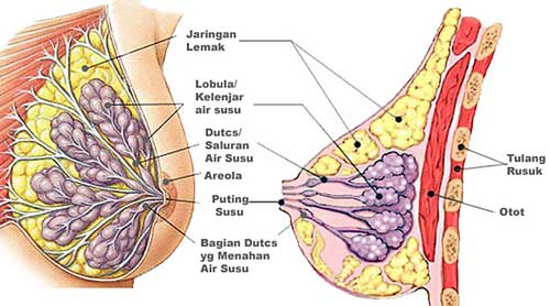 http://lingeriepelangsing.blogspot.com/2013/10/krim-pengencang-payudara-oris-breast.html